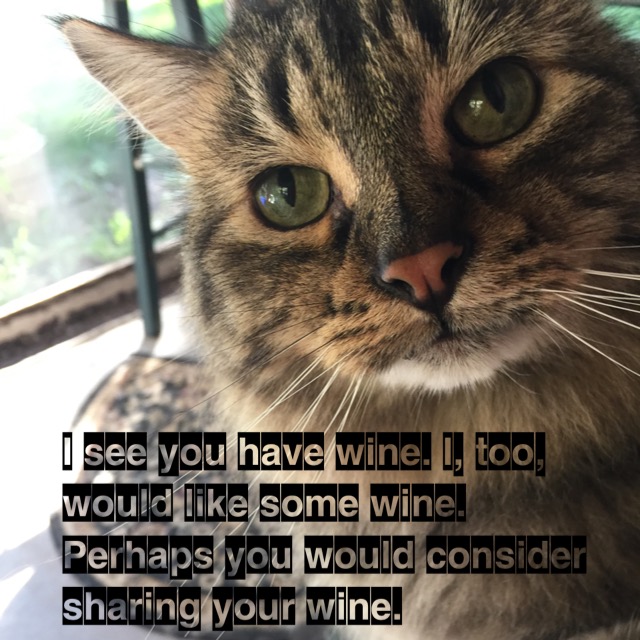 Mayhem Wants Wine, photo and meme by Allison Stein