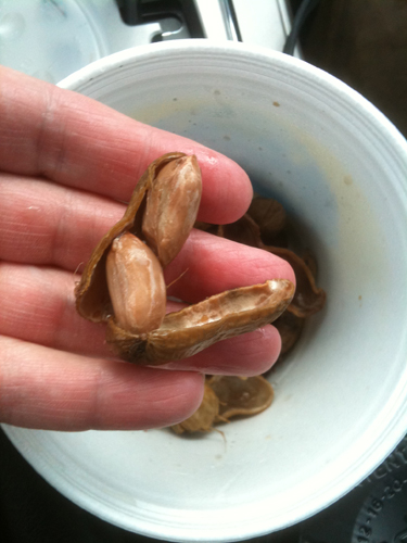 Boiled peanuts taste like home. Photo by Allison Stein 2015